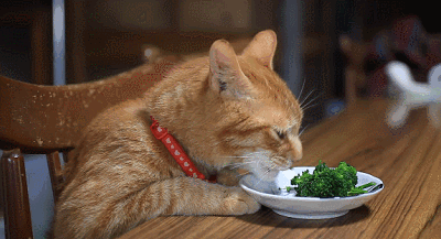 为什么网红菜很像黑暗料理一样,_轻食餐价格高难吃食品安全问题_轻食餐真的能减肥吗